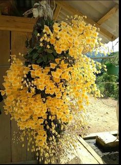 yellow flowers hanging from the side of a building