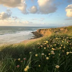 flowers growing on the side of a cliff by the ocean