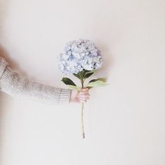 a person holding a blue flower in their hand