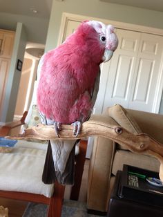 a pink bird sitting on top of a wooden branch