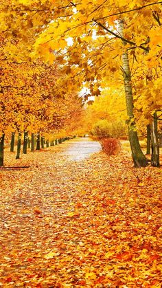 an autumn scene with yellow leaves on the ground and trees lining the path in the background