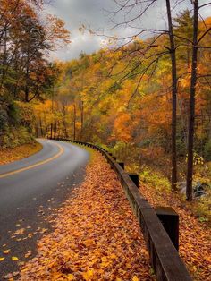 an empty road surrounded by trees and leaves