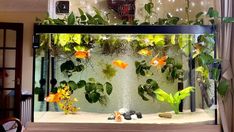 a fish tank with plants and rocks in front of the window, on top of a wooden table