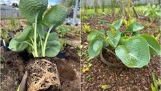 two pictures of green plants growing in dirt