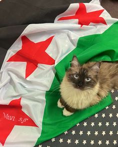 a cat sitting on top of a green and white blanket next to a red star