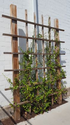 a wooden trellis with vines growing on it in front of a white brick wall