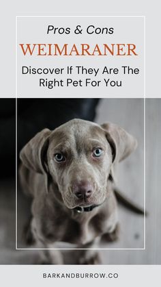 a brown dog sitting on top of a wooden floor next to a white sign that says pros and cons weimar