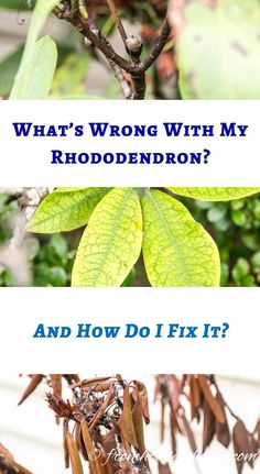 Rhododendron Problems: What's Wrong With My Rhododendron? | Evergreens Rhododendron Problems, Rhododendron Care, Gardening Inside, Plants Under Trees, Decorative Plants, Green Veins, Tree Stumps, Plant Problems