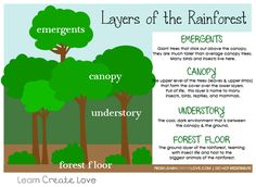 the layers of the rainforest info sheet for children's learning about plants and animals