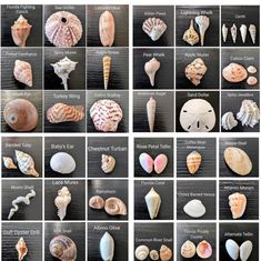 many different types of sea shells are shown