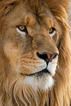 an image of a lion looking at the camera, with caption that reads'er forget a face '