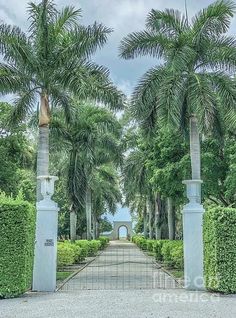 an entrance to a tropical garden with palm trees and hedges in the foreground photograph