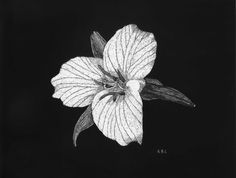 a black and white photo of a flower on a dark background, with the petals still attached