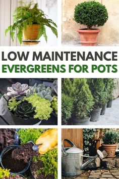 various potted plants with the words low maintenance evergreens for pots