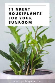 a potted plant with the words 11 great houseplants for your sunroom