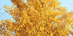 yellow leaves on the branches of a tree with blue sky in the backround