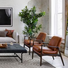 a living room filled with furniture and a plant