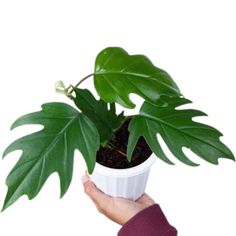 a hand holding a potted plant with green leaves