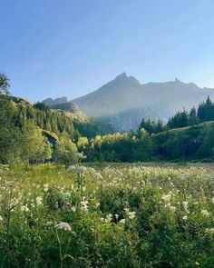 a field with flowers and trees in the background on a sunny day, surrounded by mountains