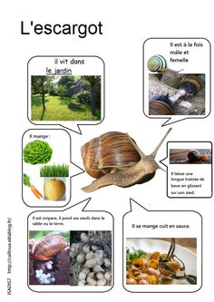 a poster with pictures of different types of animals and their names in french, including snails