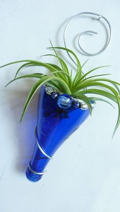 an air plant in a blue glass vase