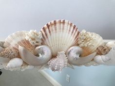 several seashells are arranged on a shelf