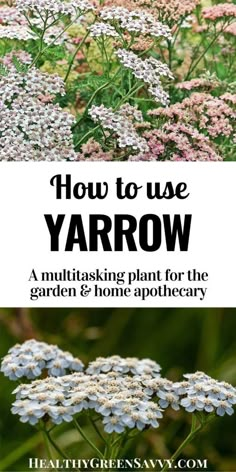 how to use yarow for the garden and home apothecary