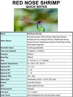 the red nose shrimp is shown in this chart