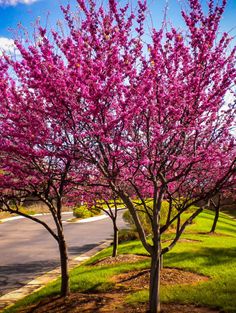 pink flowers are blooming on trees along the side of the road in front of a house