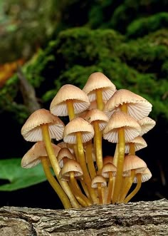 a group of mushrooms sitting on top of a log