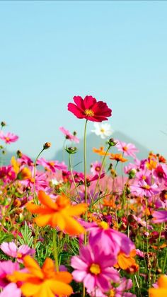 a field full of colorful flowers under a blue sky