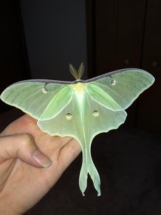 a large green moth sitting on top of someone's hand