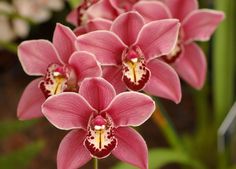 some pink flowers are blooming in the garden