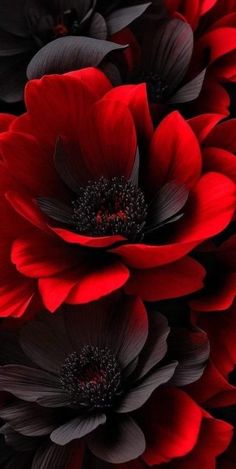 red and black flowers are in the center of this image, with dark petals on each flower