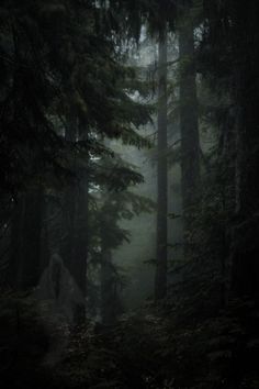 the dark forest is full of tall trees