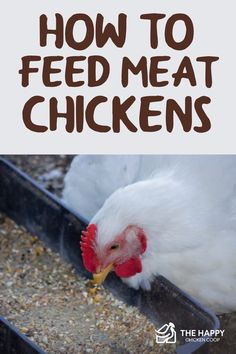 how to feed meat chickens with the title overlay reads, how to feed meat chickens