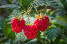 three ripe raspberries hanging from a tree