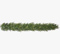 an evergreen branch on a white background with clippings to the left and right side