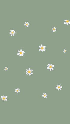 white and yellow daisies on a green background