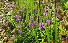 purple flowers are growing in the rocks and grass