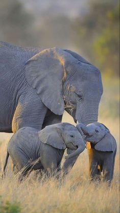 an adult elephant and two baby elephants in tall grass