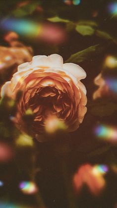 a pink rose is in the middle of blurry leaves and water droplets are around it