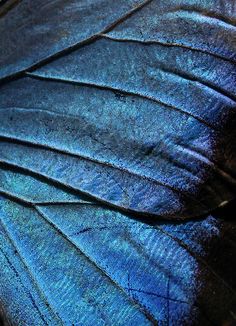 a close up image of a blue butterfly's wing