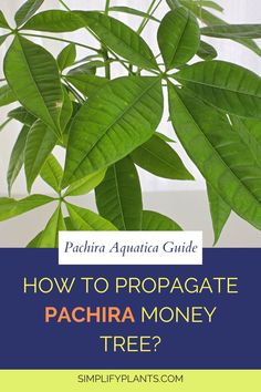 how to propagate money tree plant | how to propagate a money tree - Money tree propagation -
Propagating money tree plant -
Money tree plant propagation -
Money tree plant propagation methods -
Propagating money tree from cuttings -
Money tree plant propagation tips -
Money tree plant propagation techniques -
Propagating money tree in water -
Money tree plant propagation process -
Propagating money tree from stem cuttings -
Money Tree Plant Issues | Plant Care Guide Water Propagation, Plant Care Guide, Inside Plants