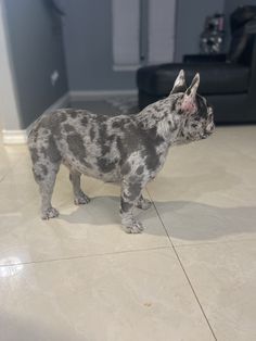 a gray and white dog standing on top of a tile floor