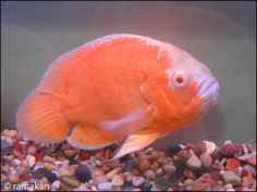 an orange fish swimming on top of rocks and gravel in the water with its mouth open