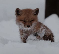 a baby fox is sleeping in the snow