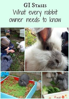 several pictures of rabbits and other animals with the words g i staas what every rabbit owner needs to know