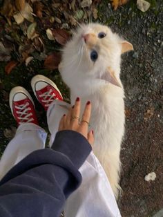 a person petting a white cat with red shoes