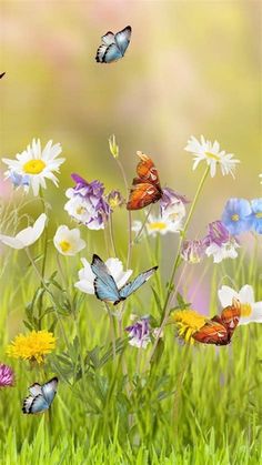 several butterflies flying over flowers in the grass